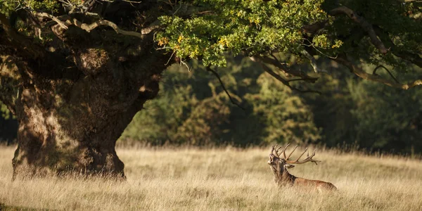 Red deer roars — Stock Photo, Image