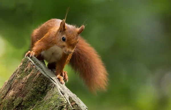 Κόκκινος σκίουρος στο δάσος — Φωτογραφία Αρχείου