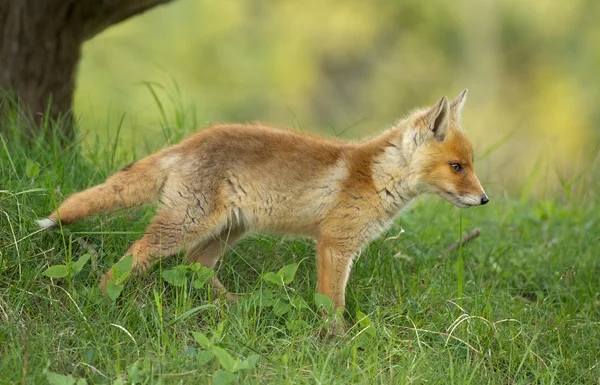 Joven zorro rojo —  Fotos de Stock
