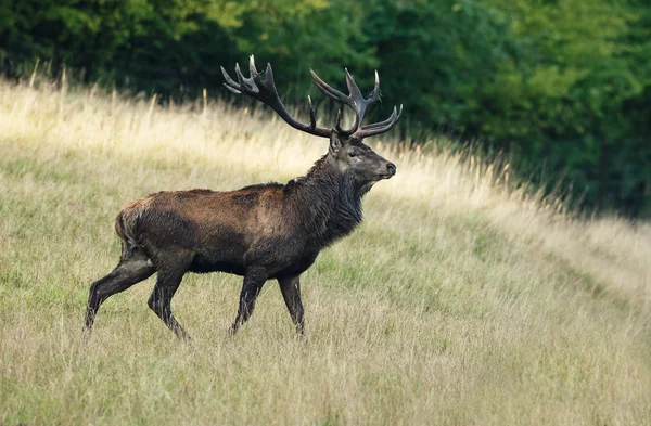 Cerf rouge pendant la saison des amours — Photo