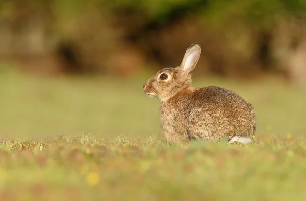 Young juvenile rabbit — Stock Photo, Image