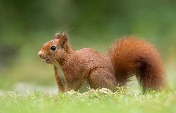 Rotes Eichhörnchen im Wald — Stockfoto