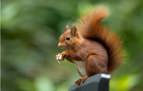 Rotes Eichhörnchen — Stockfoto