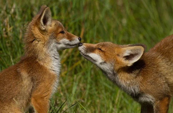 Little red fox szczeniaki — Zdjęcie stockowe