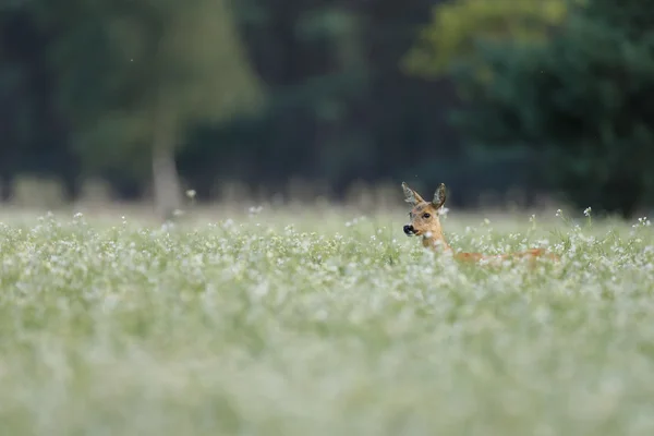 Reeën in een veld — Stockfoto