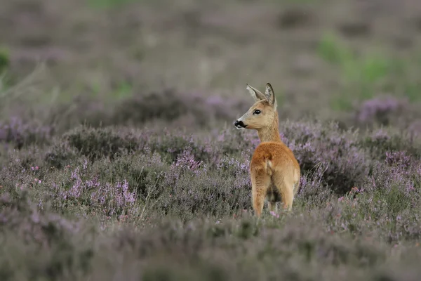 Reeën in een gebied van Heide — Stockfoto