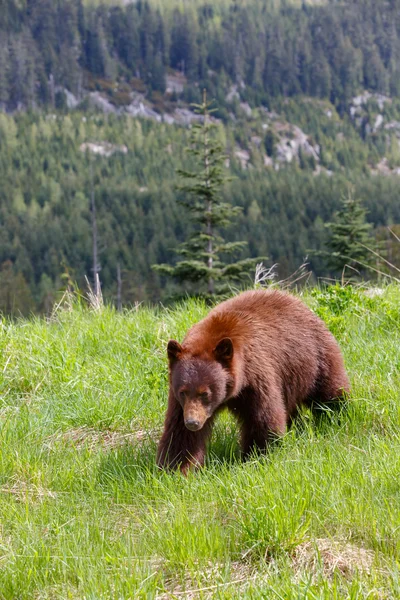 Negro oso color canela —  Fotos de Stock
