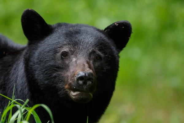 Oso negro en la naturaleza — Foto de Stock