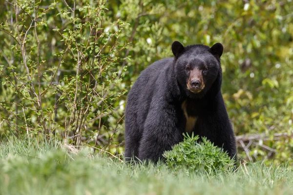 Orso nero sulla natura — Foto Stock