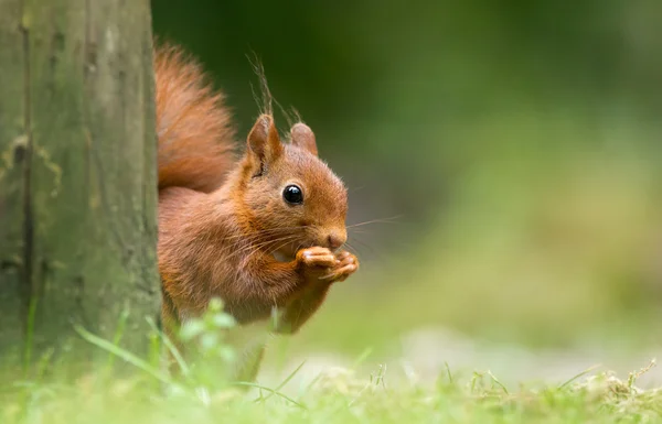 Rode eekhoorn dier — Stockfoto