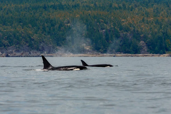 Ballenas saltarinas orca — Foto de Stock