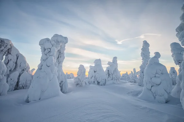 Paysage hivernal en Laponie — Photo