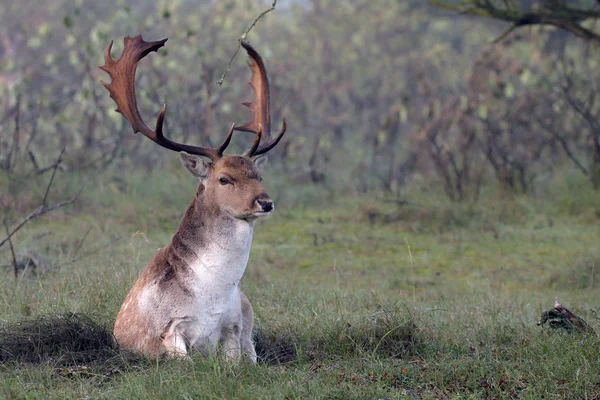 Fallow cervo macho — Fotografia de Stock