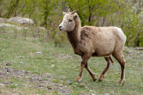 Mouflons Bighorn marche — Photo