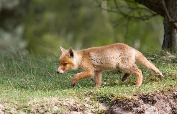 Młody red fox — Zdjęcie stockowe