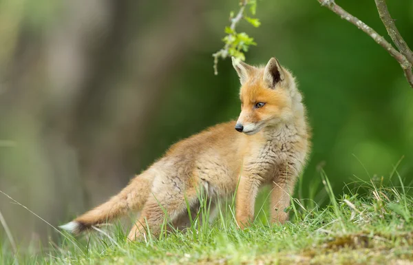 年轻的红狐狸 — 图库照片