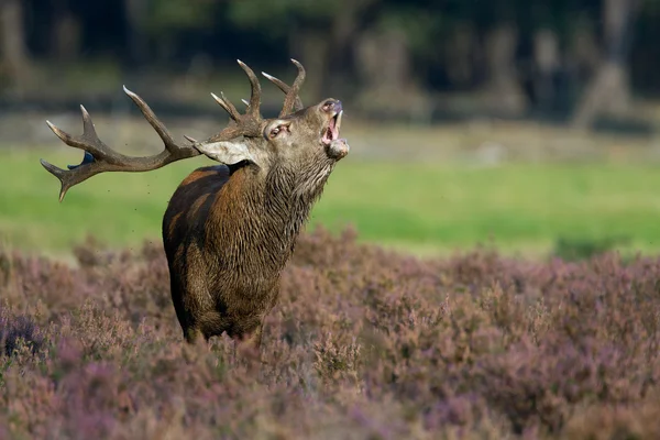 Red deer zwierząt — Zdjęcie stockowe