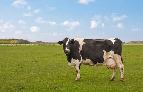 Vacca bianca e nera olandese — Foto Stock