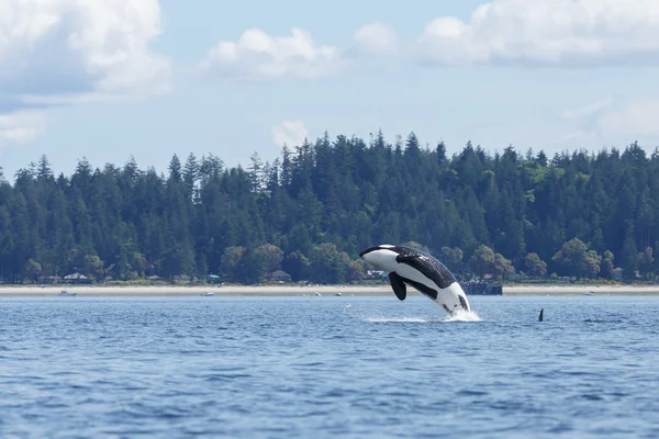 シャチのクジラのジャンプ — ストック写真