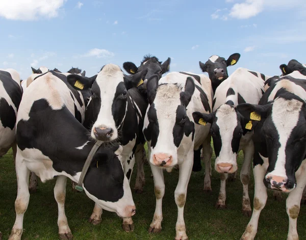 Vacas holandesas en un prado — Foto de Stock