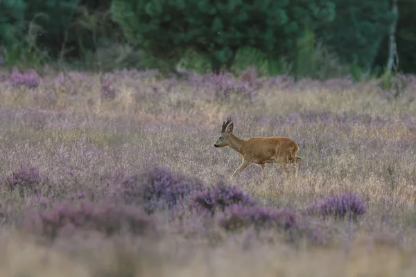 Corzo en un campo de brezo —  Fotos de Stock