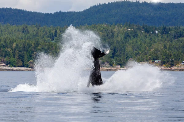 Jumping orca whale — Stock Photo, Image