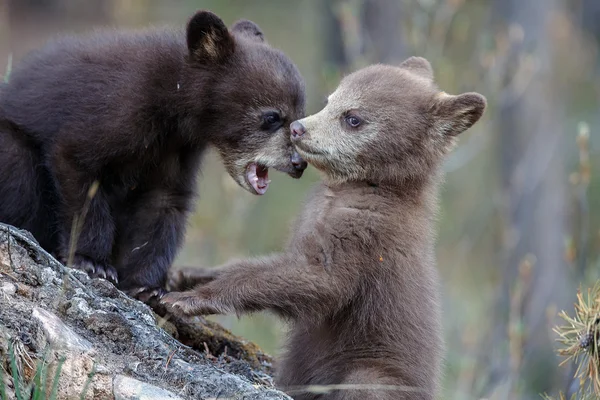 Filhotes de urso jogar — Fotografia de Stock