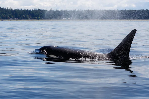 Άλμα φάλαινα όρκα — Φωτογραφία Αρχείου