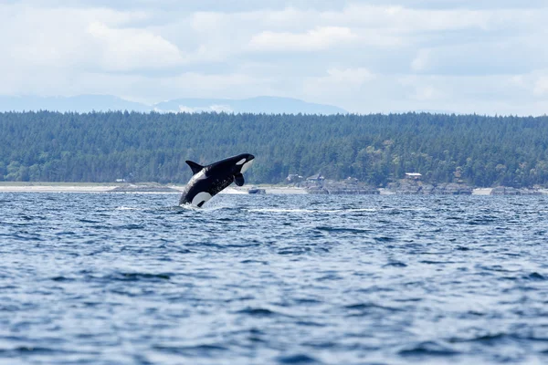 Jumping orca whale — Stock Photo, Image