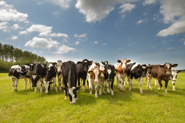 Vacas holandesas em um prado — Fotografia de Stock