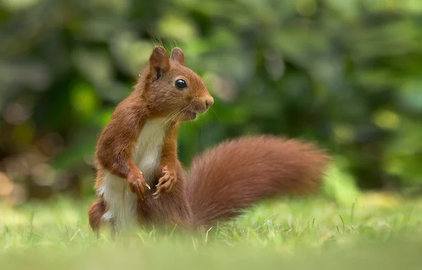 Écureuil roux dans la forêt — Photo