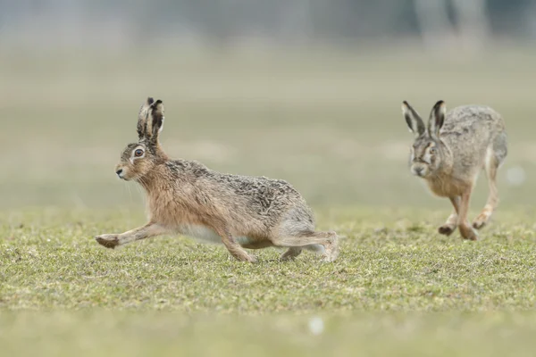 Liebres salvajes corriendo . — Foto de Stock