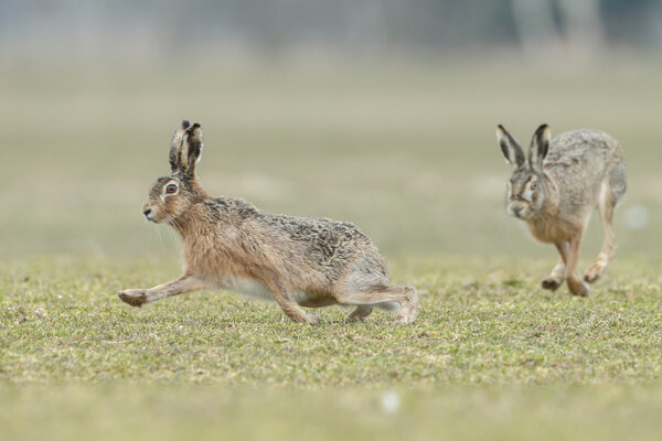 Wild hares running.