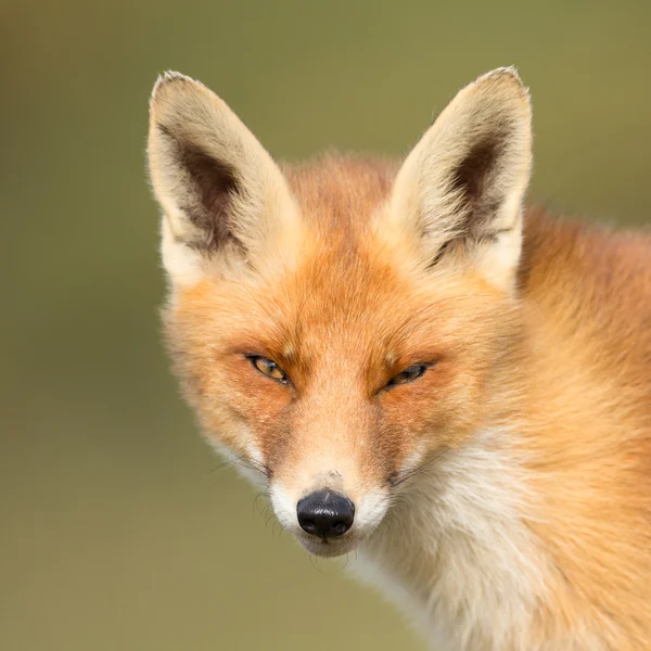 Czerwony lis na wydmach — Zdjęcie stockowe
