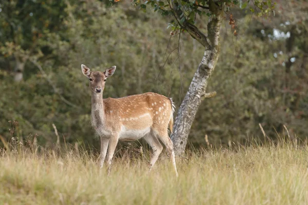 Cervo durante la stagione di riposo — Foto Stock