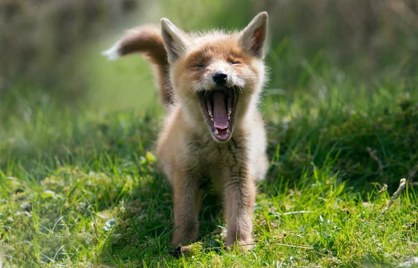 Young red fox — Stock Photo, Image