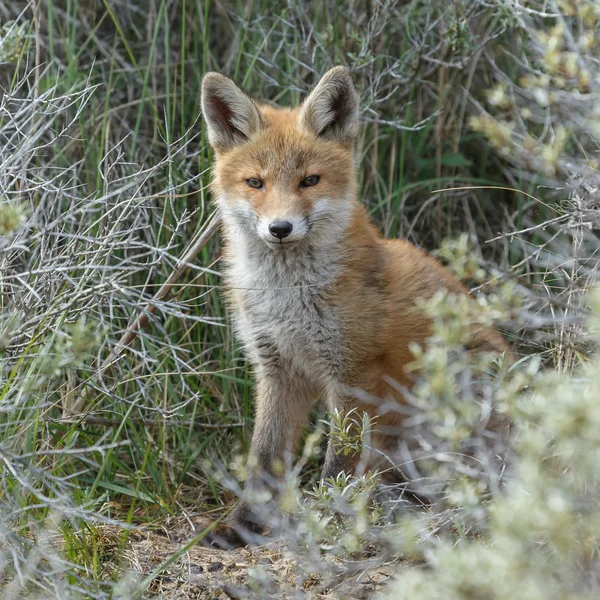 Red fox cub in nature — Stock Photo, Image