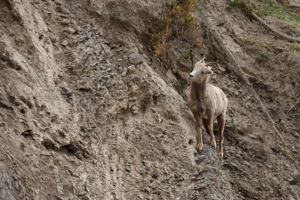 Зігнуті вівці на скелі — стокове фото