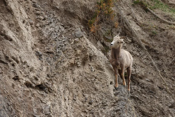 Pecora Bighorn su una scogliera — Foto Stock