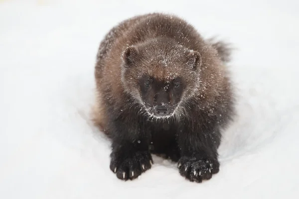 Wolverine hewan di salju — Stok Foto