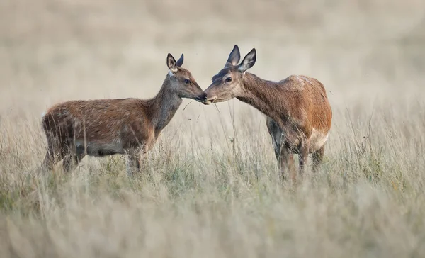 Anne ve yavrusu Kızıl geyik — Stok fotoğraf