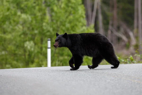 Urso negro atravessando a estrada — Fotografia de Stock