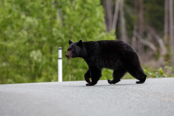 Oso negro cruzando la calle —  Fotos de Stock