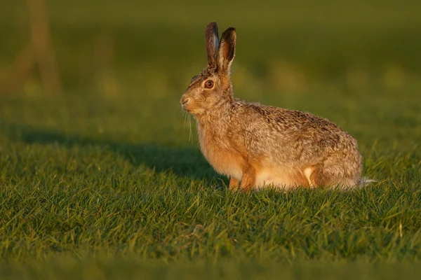 Hare in late sunlight — Stockfoto