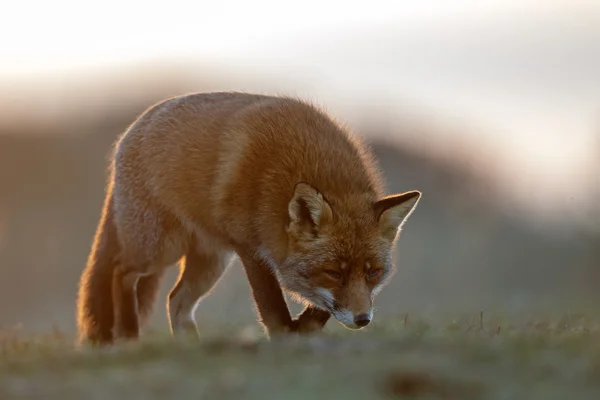 Rödräv i naturen — Stockfoto