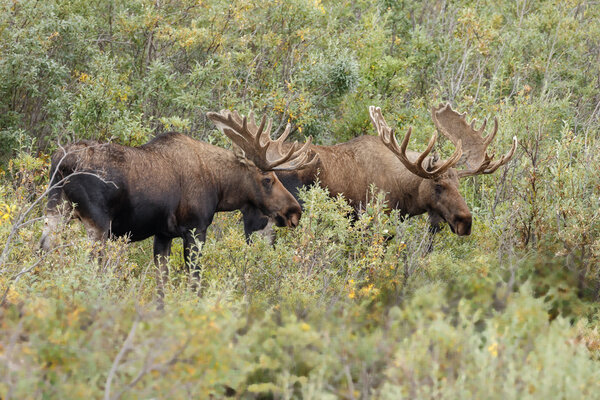 Two moose male walking 