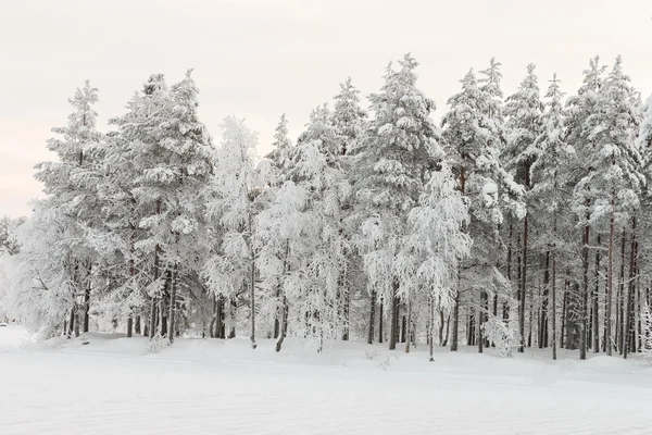 Paisagem de inverno uma Lapônia — Fotografia de Stock