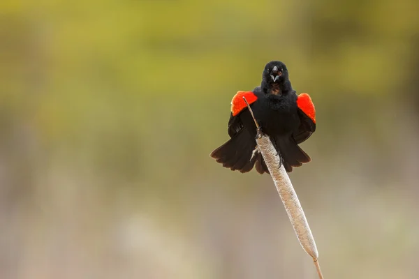 Red-winged Blackbird on nature — Stock Photo, Image