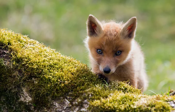 Junger Rotfuchs — Stockfoto