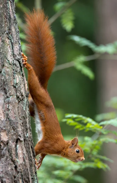 Czerwona wiewiórka w lesie — Zdjęcie stockowe